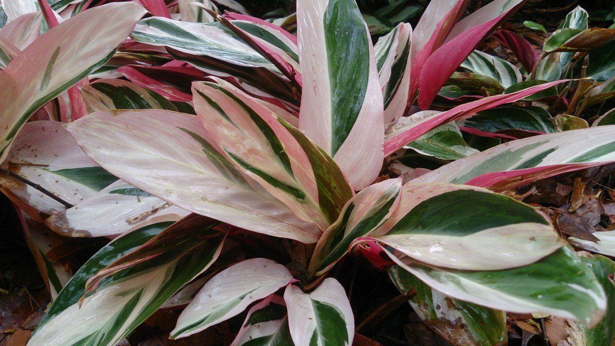 Ктенанта lubbersiana