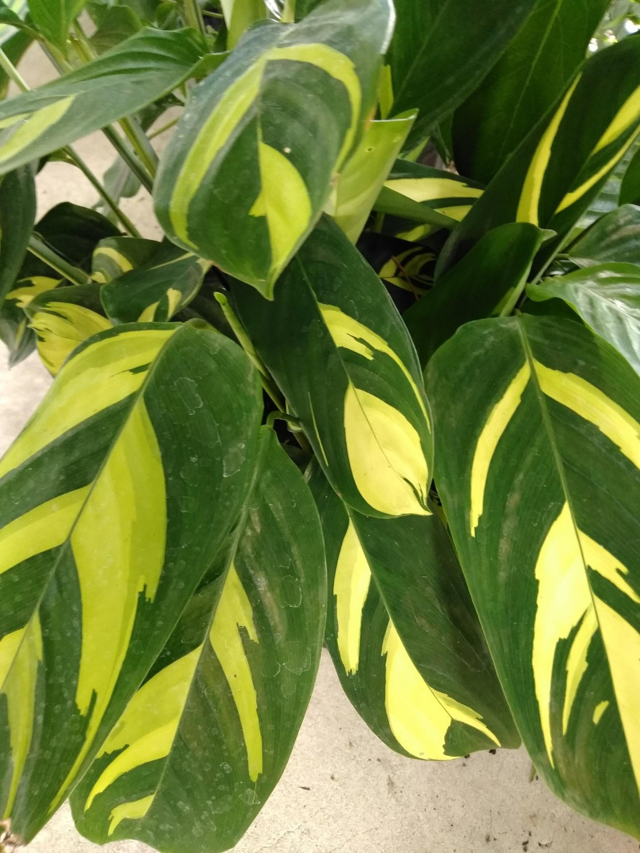 Ктенанта oppenheimiana