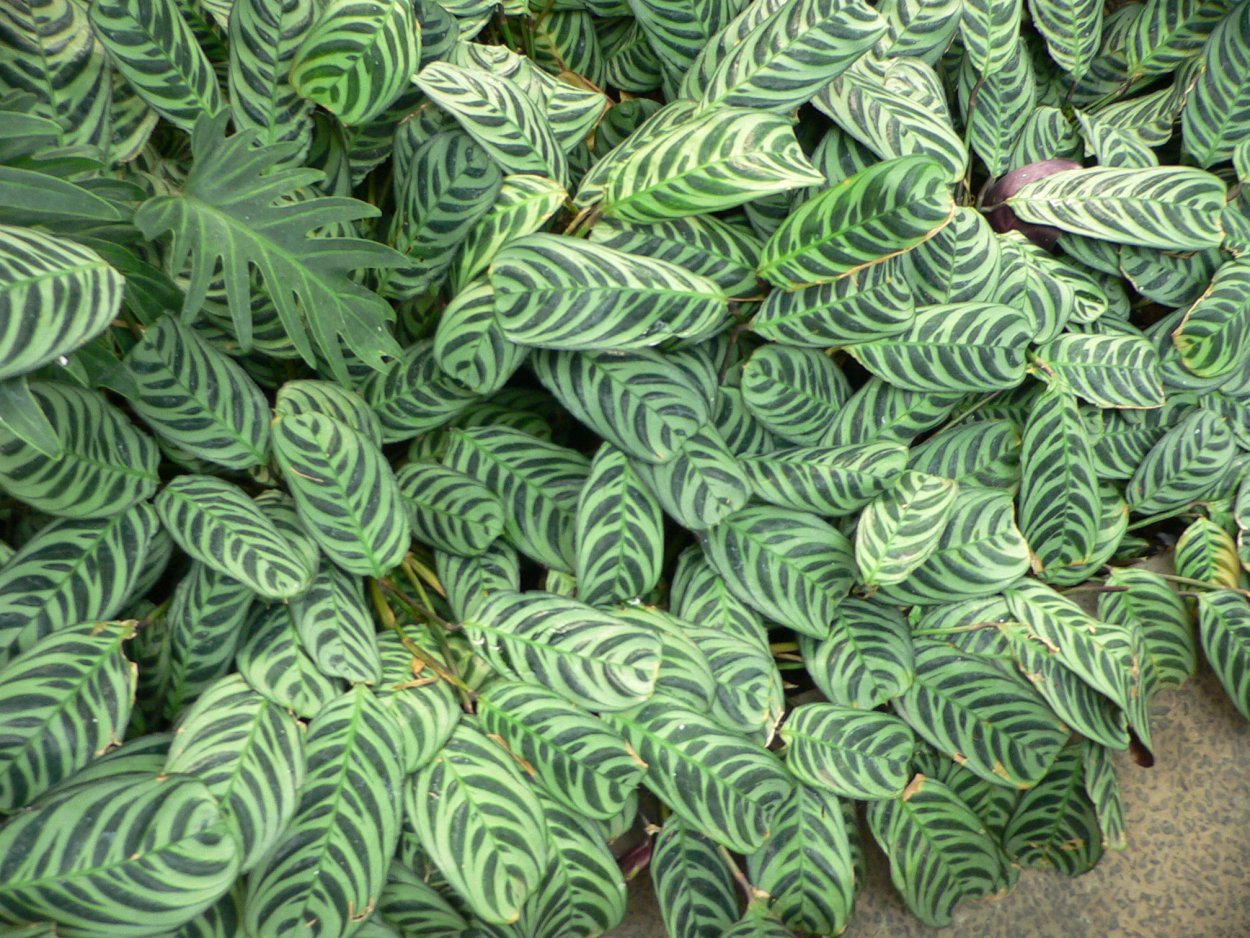 Ктенанта Лубберса Ctenanthe lubbersiana