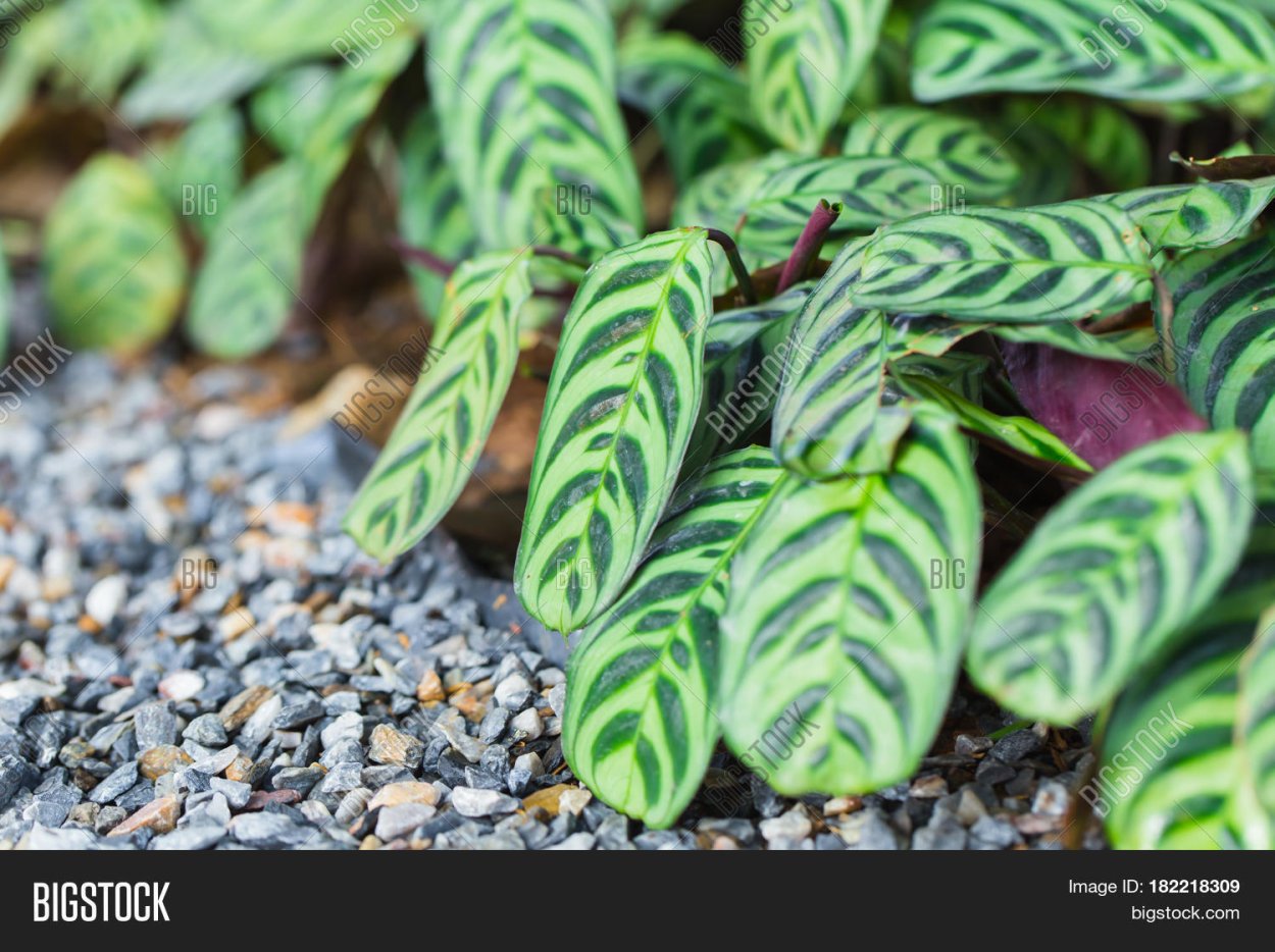 Ктенанта зеленая