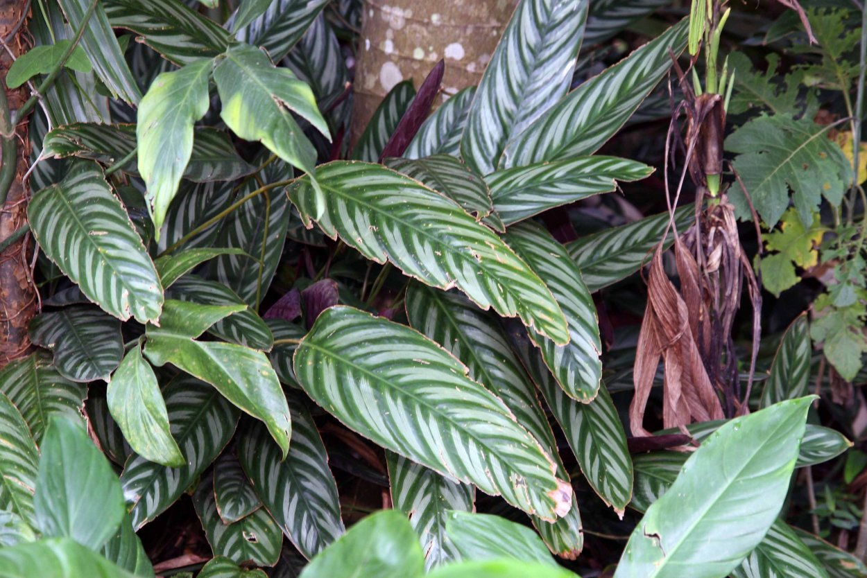 Ктенанта Голден мозаик