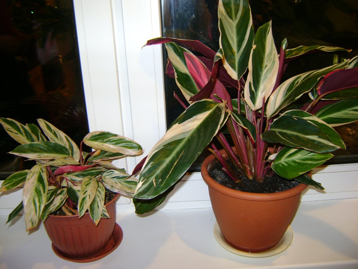 Строманта sanguinea