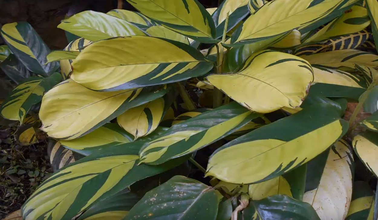 Ктенанта зебрина