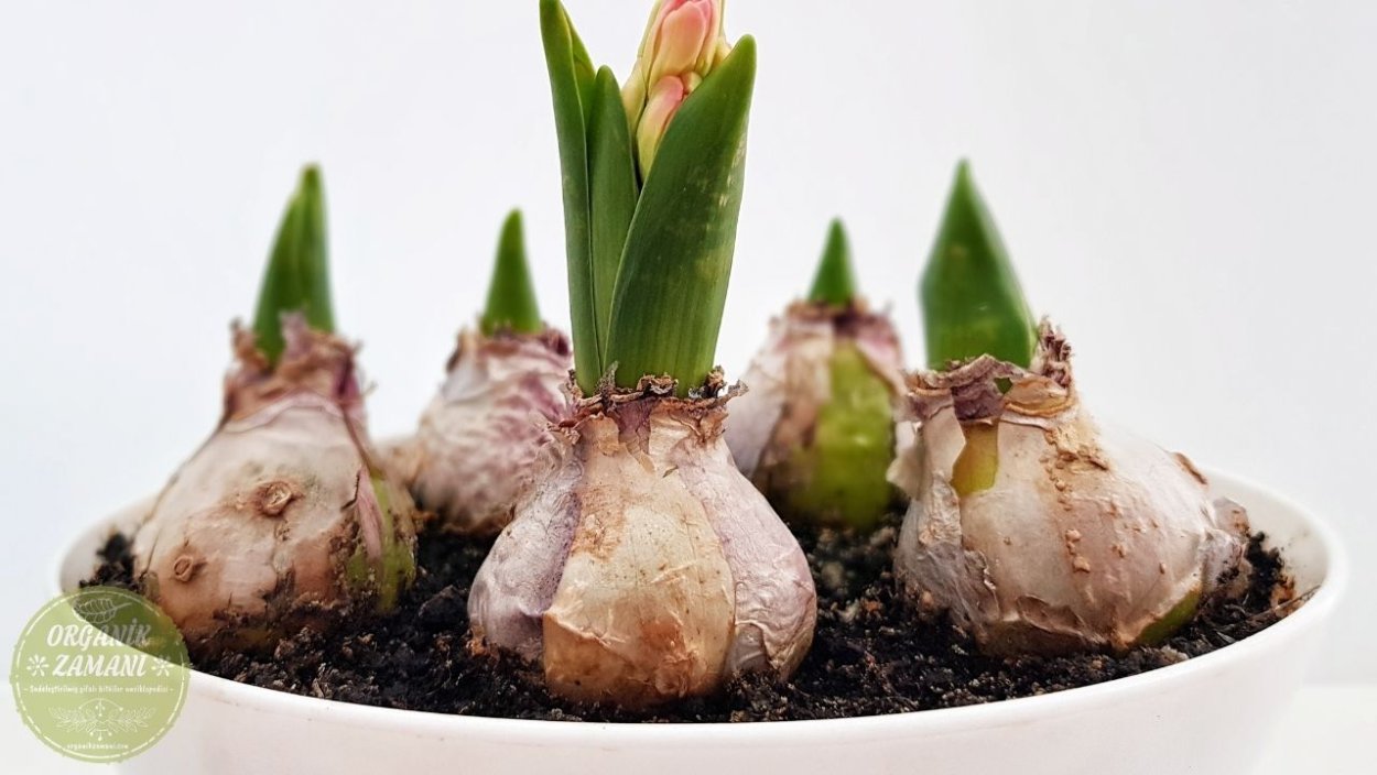 Луковица тюльпана