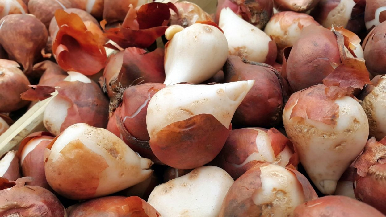 Луковицы крокусов