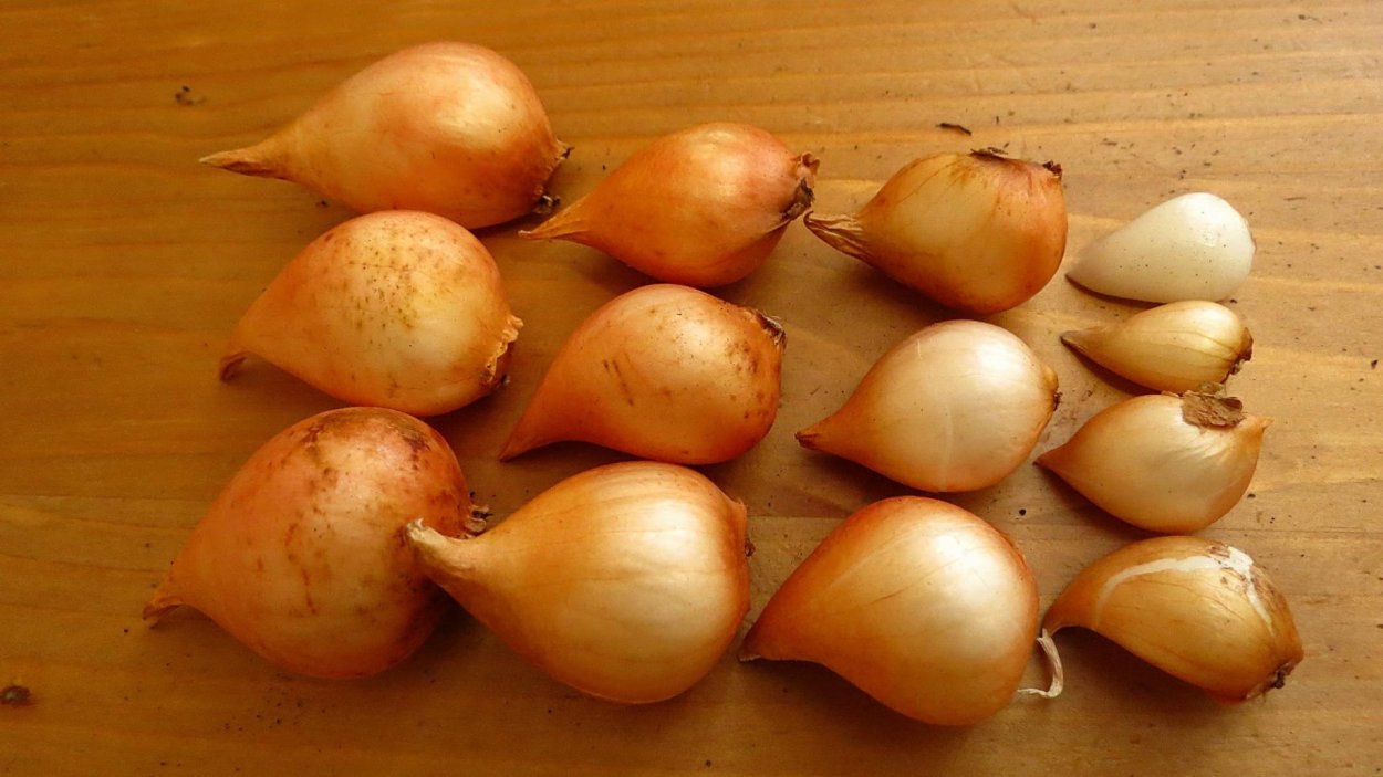 Лук репчатый