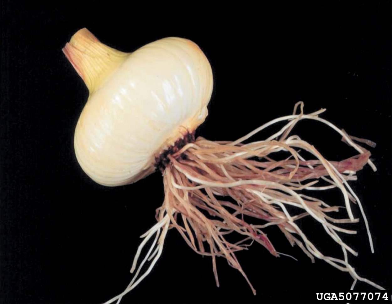 Луковица крокуса с клубнем