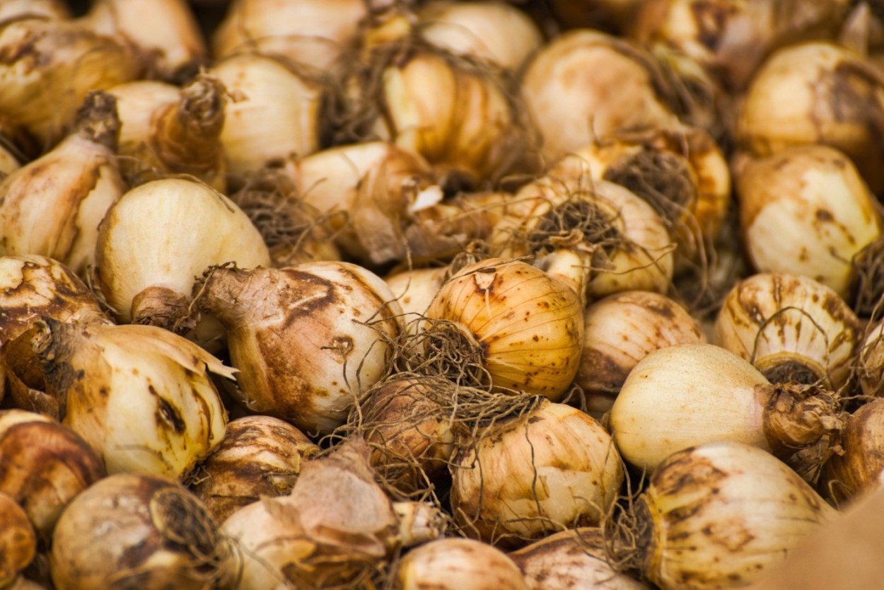 Луковица тюльпана