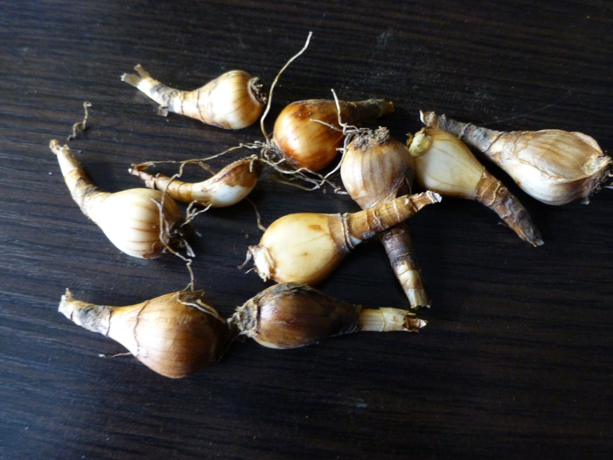 Уборка лука-Репки