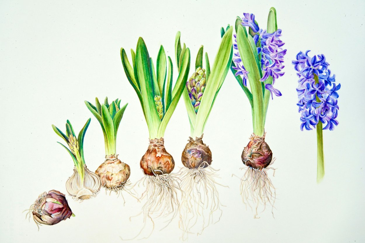 Гиацинт Росток