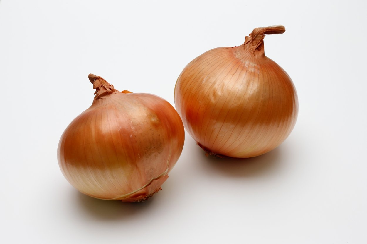 Луковица афлатунского лука