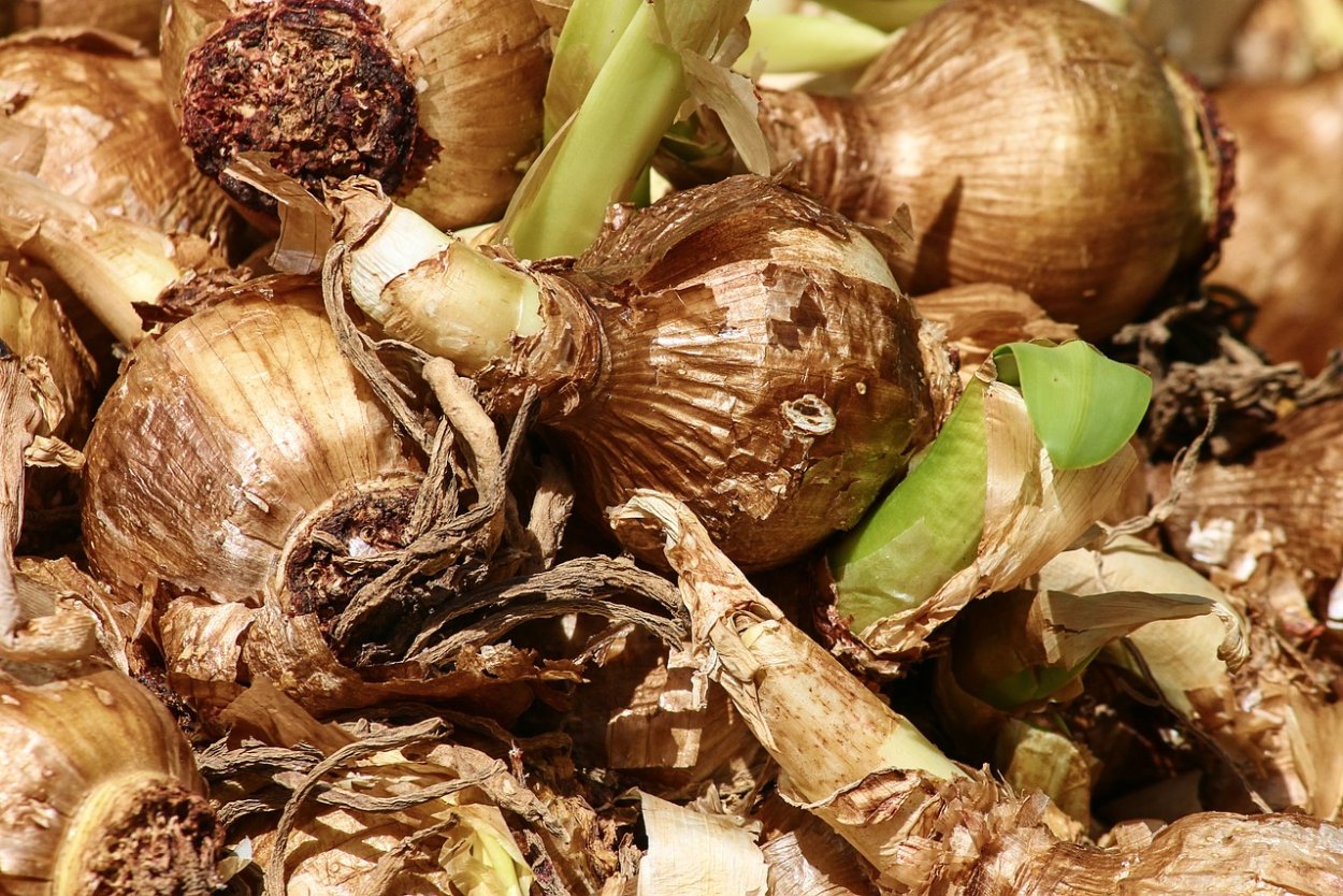 Клубни тюльпанов