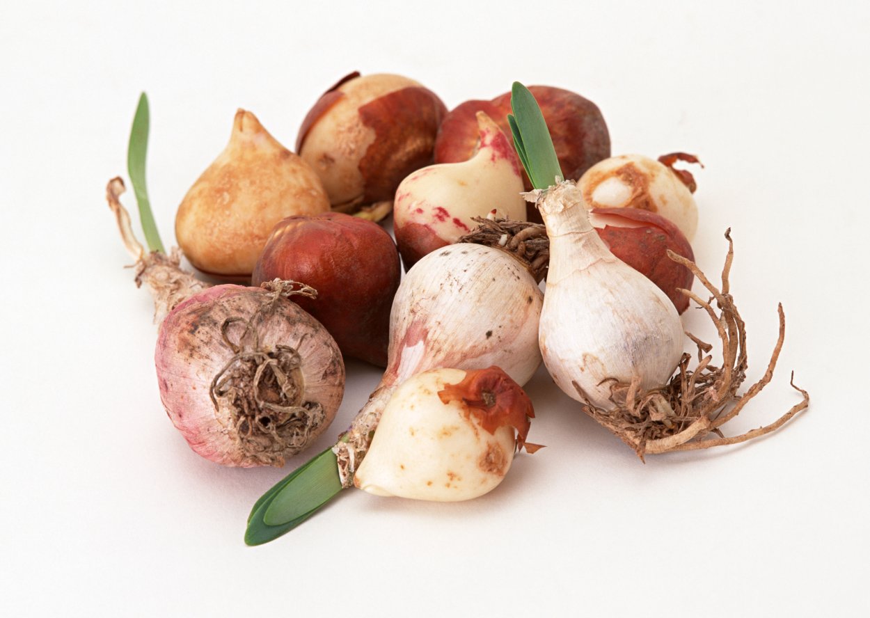 Луковицы цветов