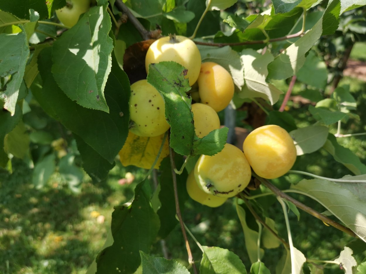 Золотой налив яблоня