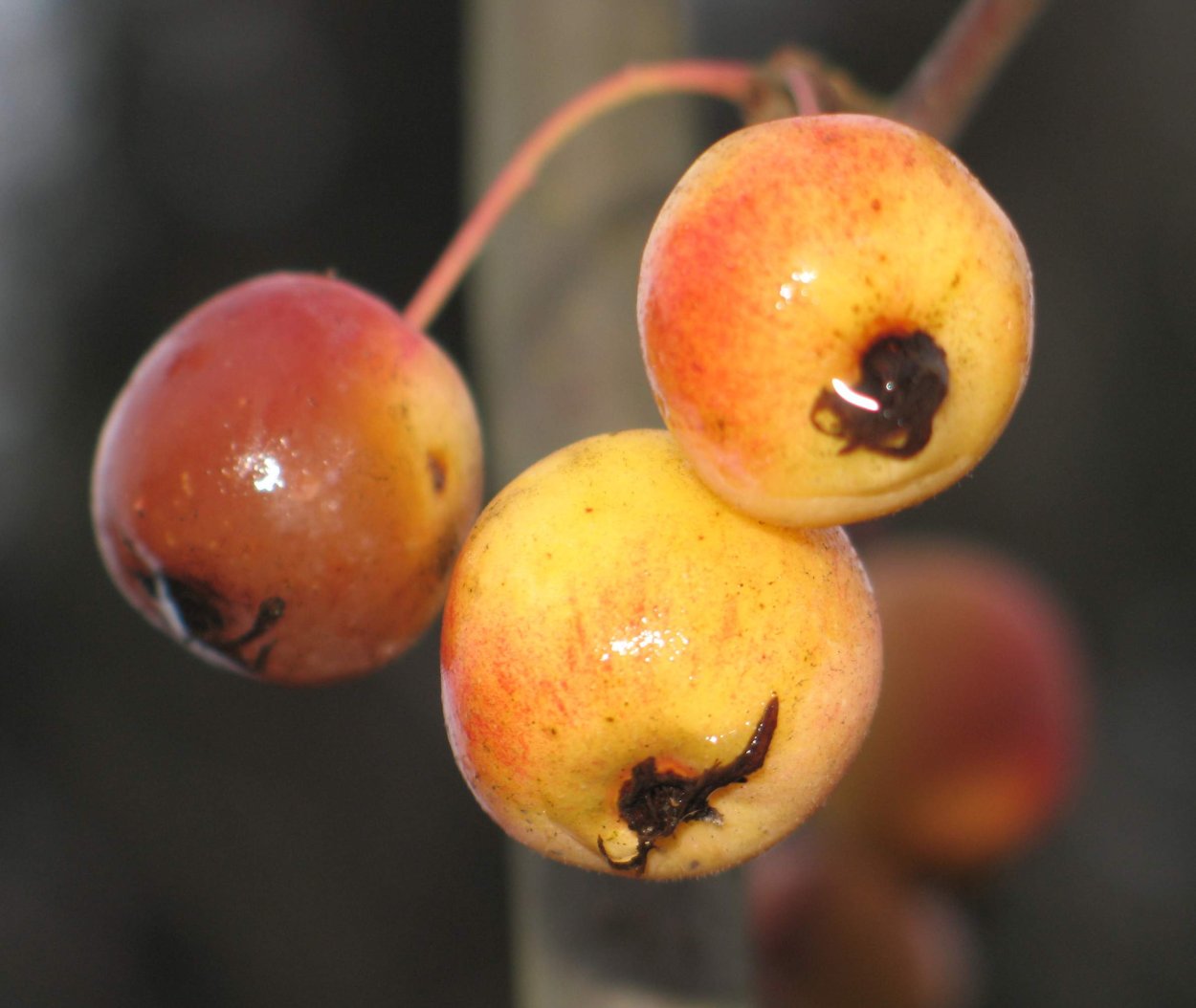 Чернушка и яблоко