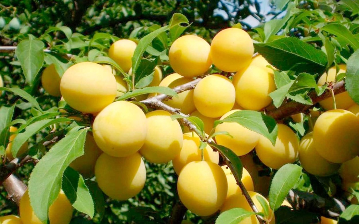 Алыча белая медовая