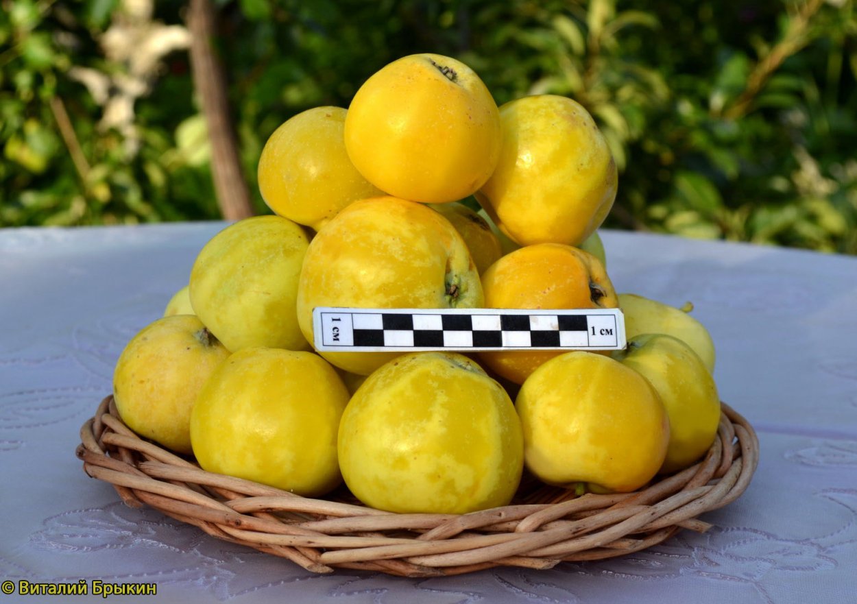 Яблоня китайка Керр