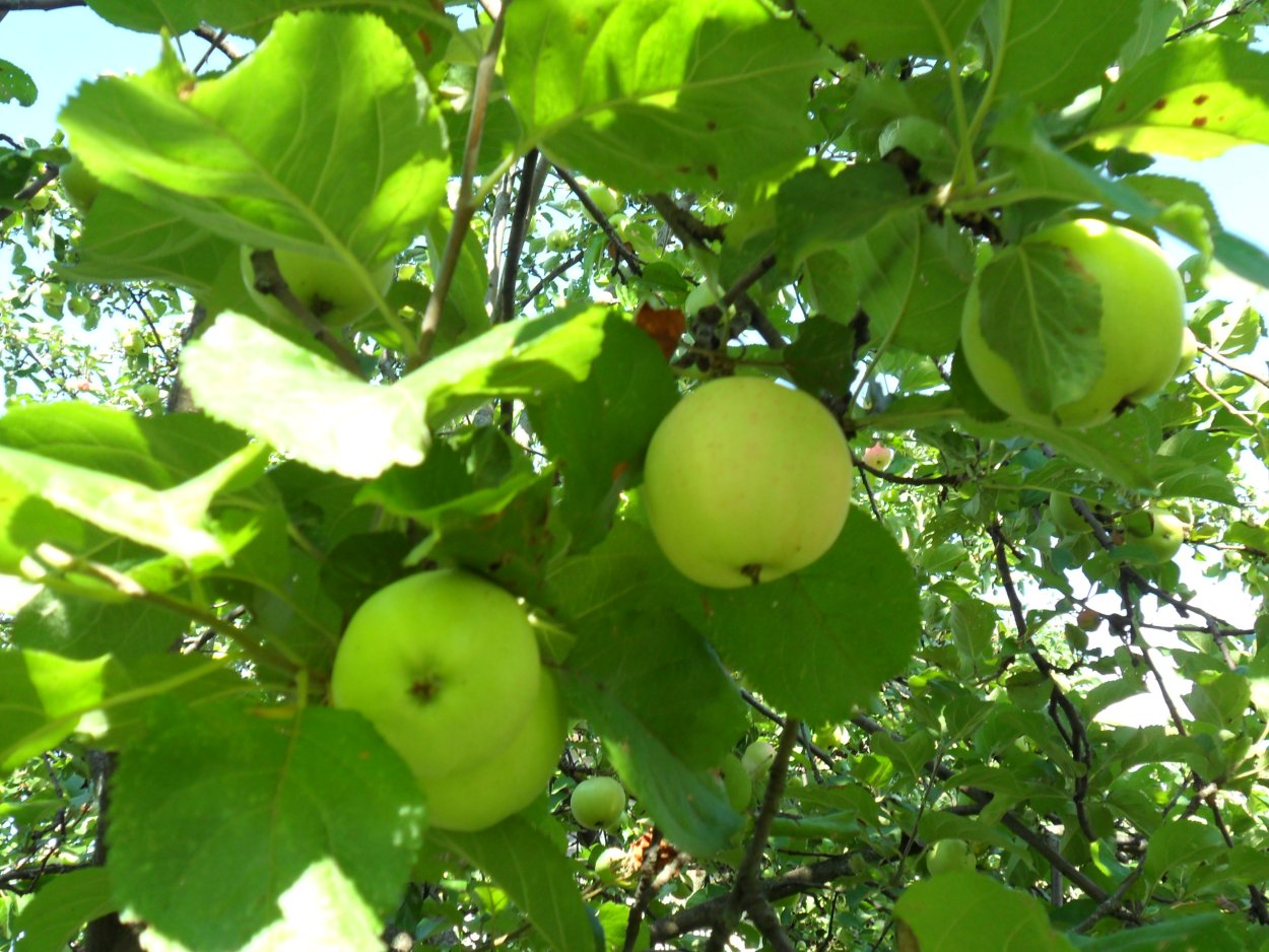 Яблоня китайка Золотая ранняя