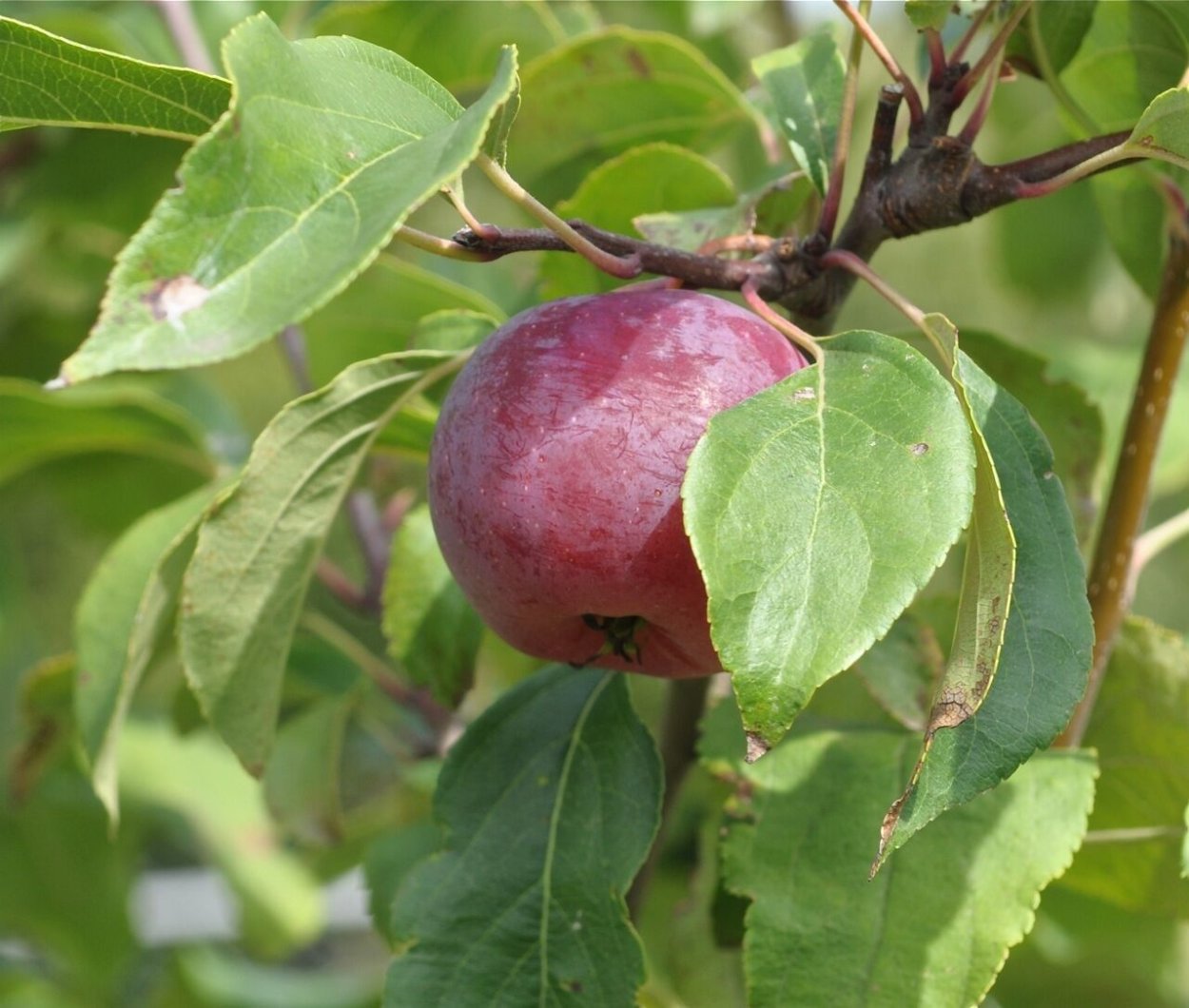 Наливные медовые яблоки