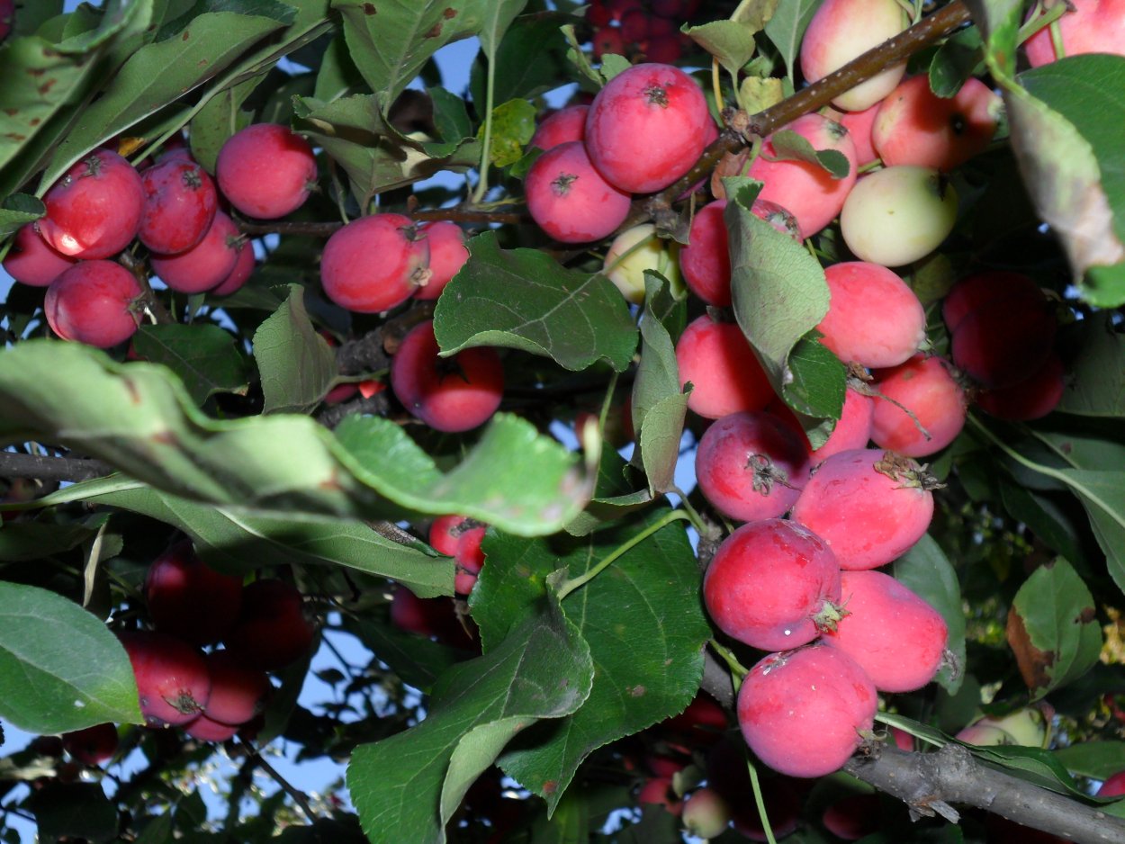 Яблоня китайка Санинская