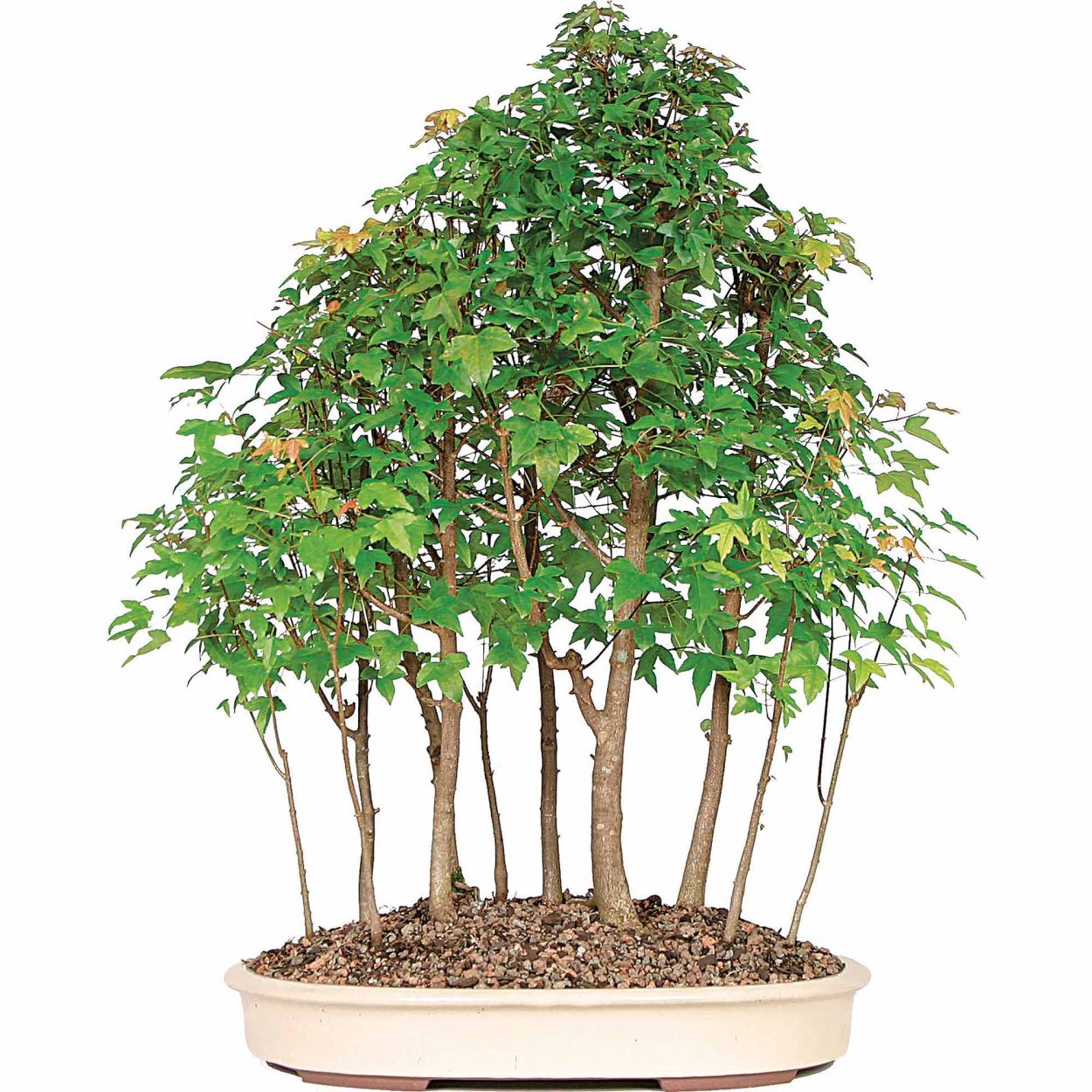 Trident Maple Bonsai