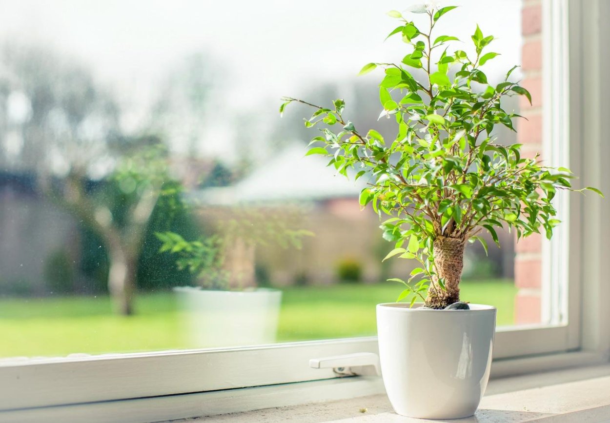 Fiddle Leaf Fig растение