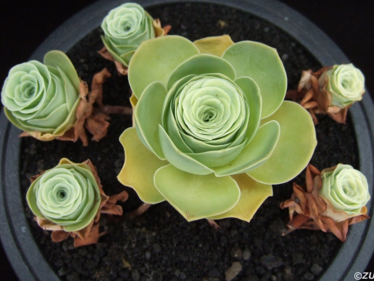 Гриновия (Greenovia)