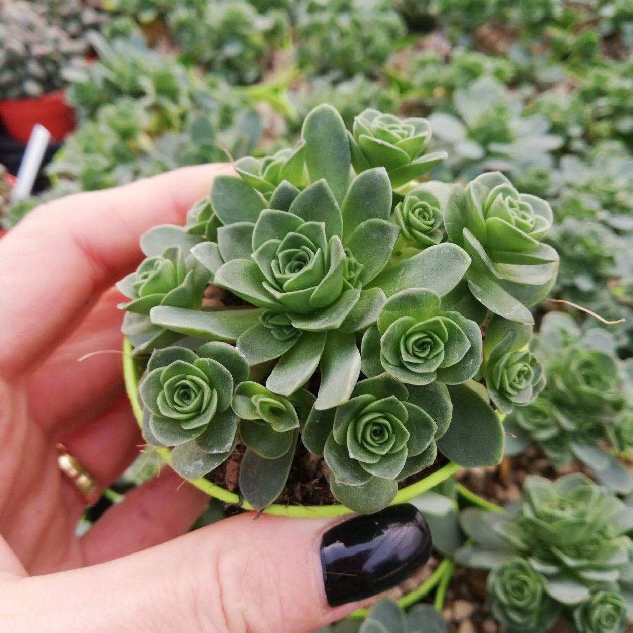 Greenovia dodrantalis