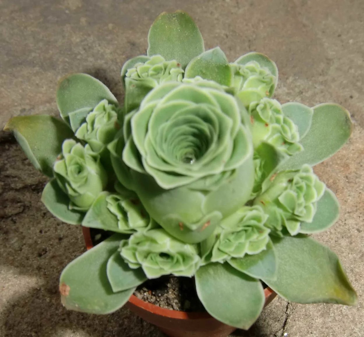 Greenovia dodrantalis