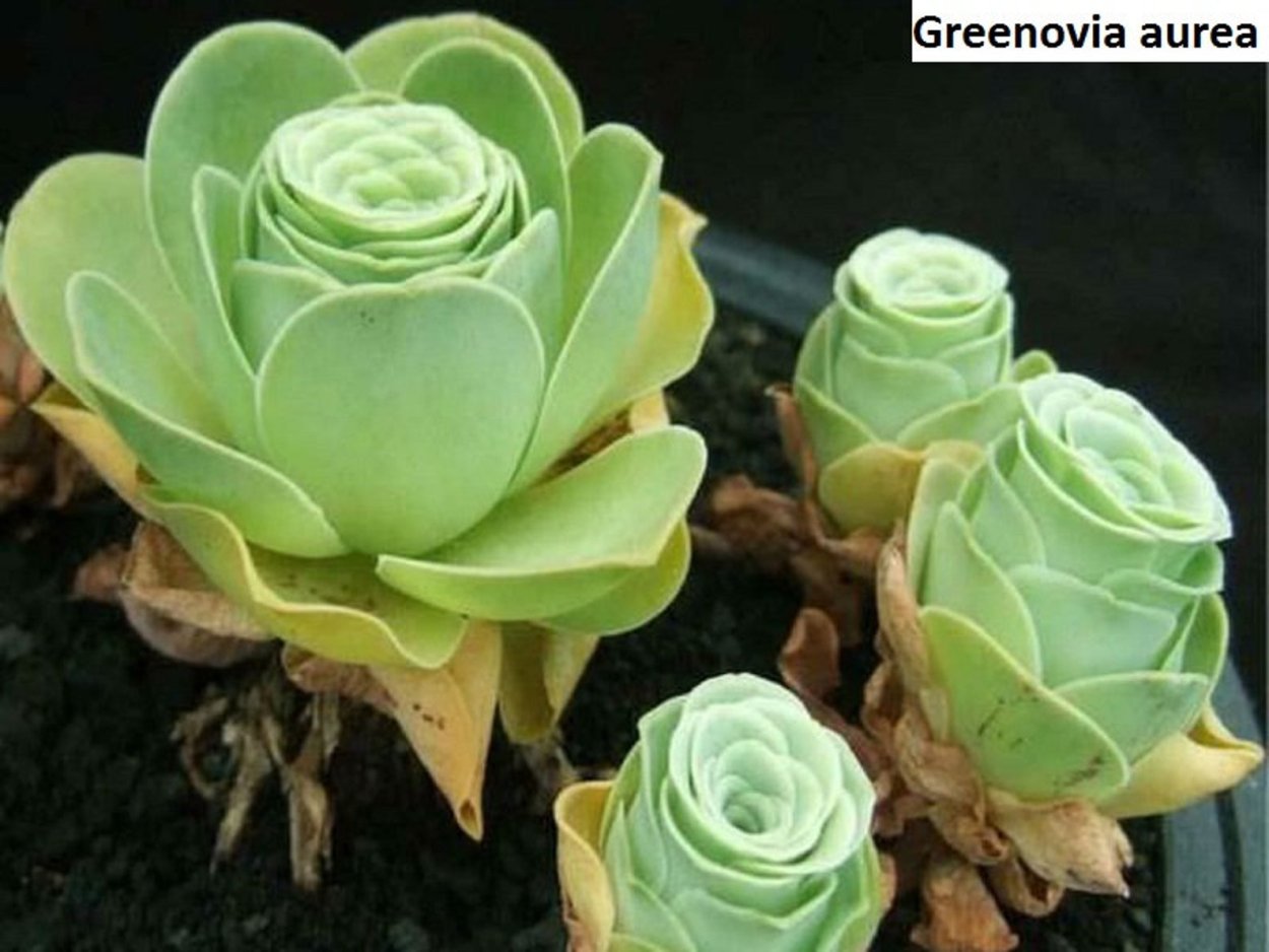 Гриновия (Greenovia)