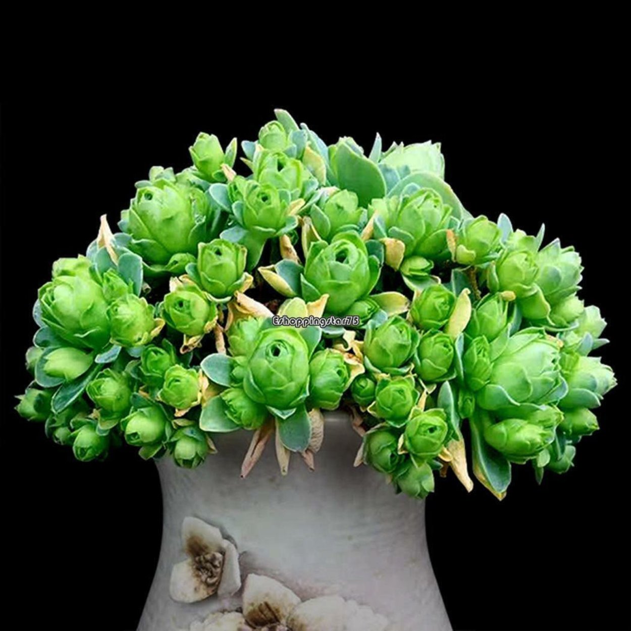 Суккулент Greenovia diplocycla