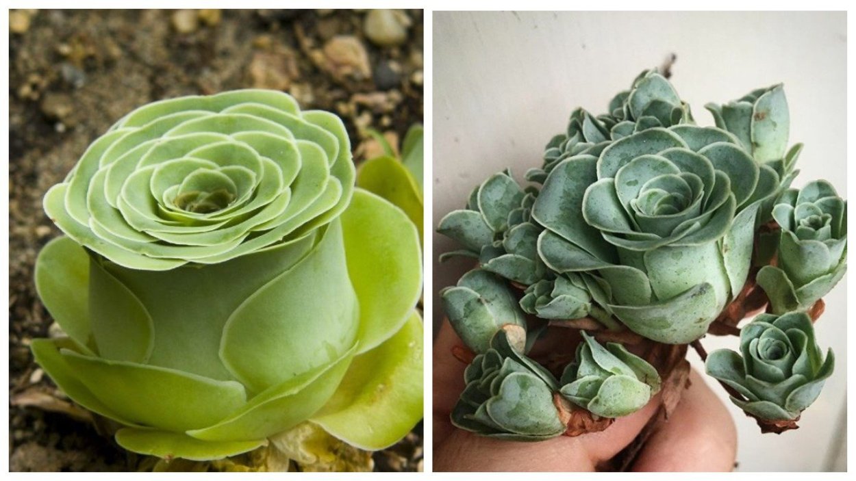 Гриновия Aurea