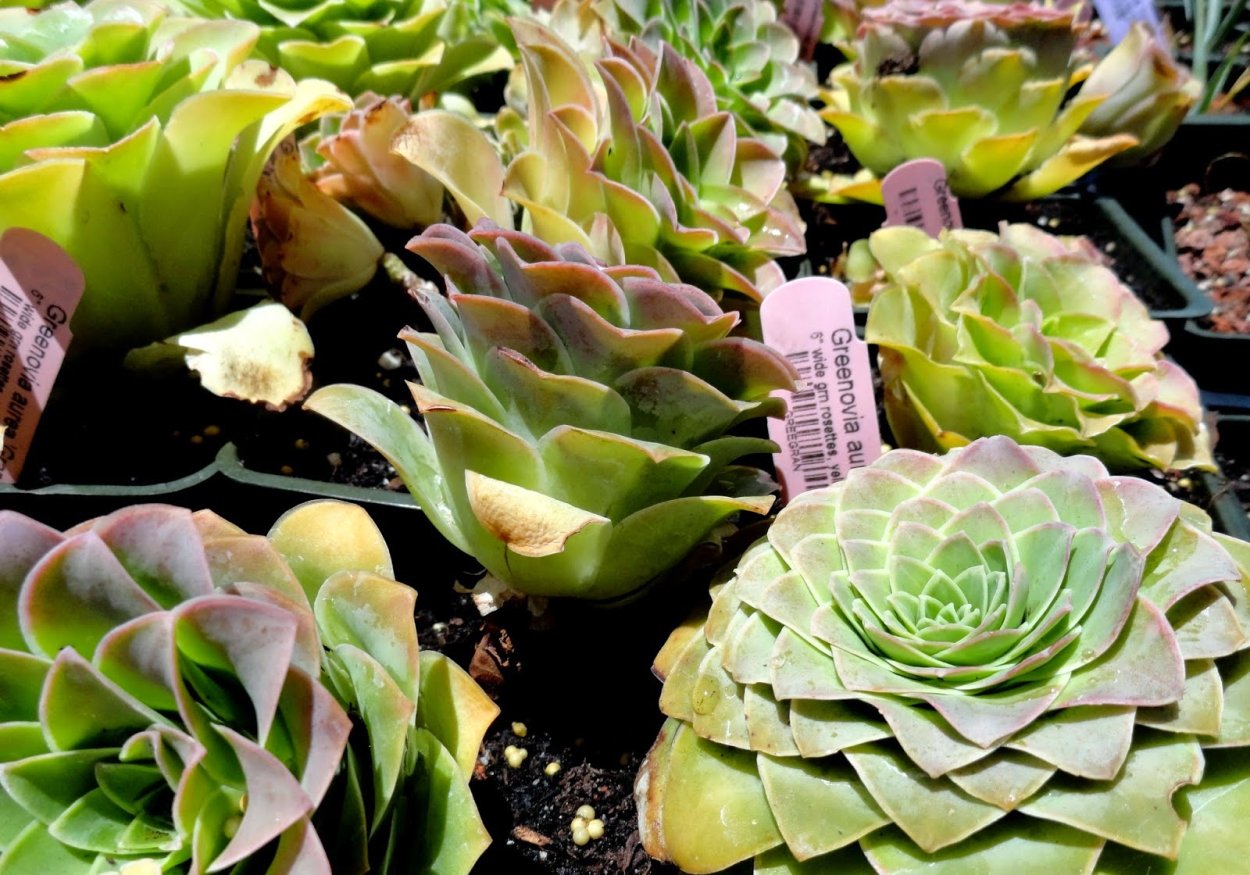 Greenovia dodrantalis Гриновия Дондренталис