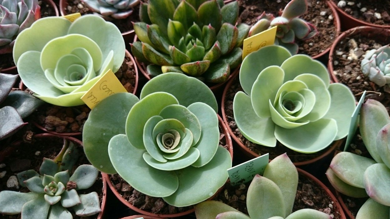 Greenovia dodrantalis