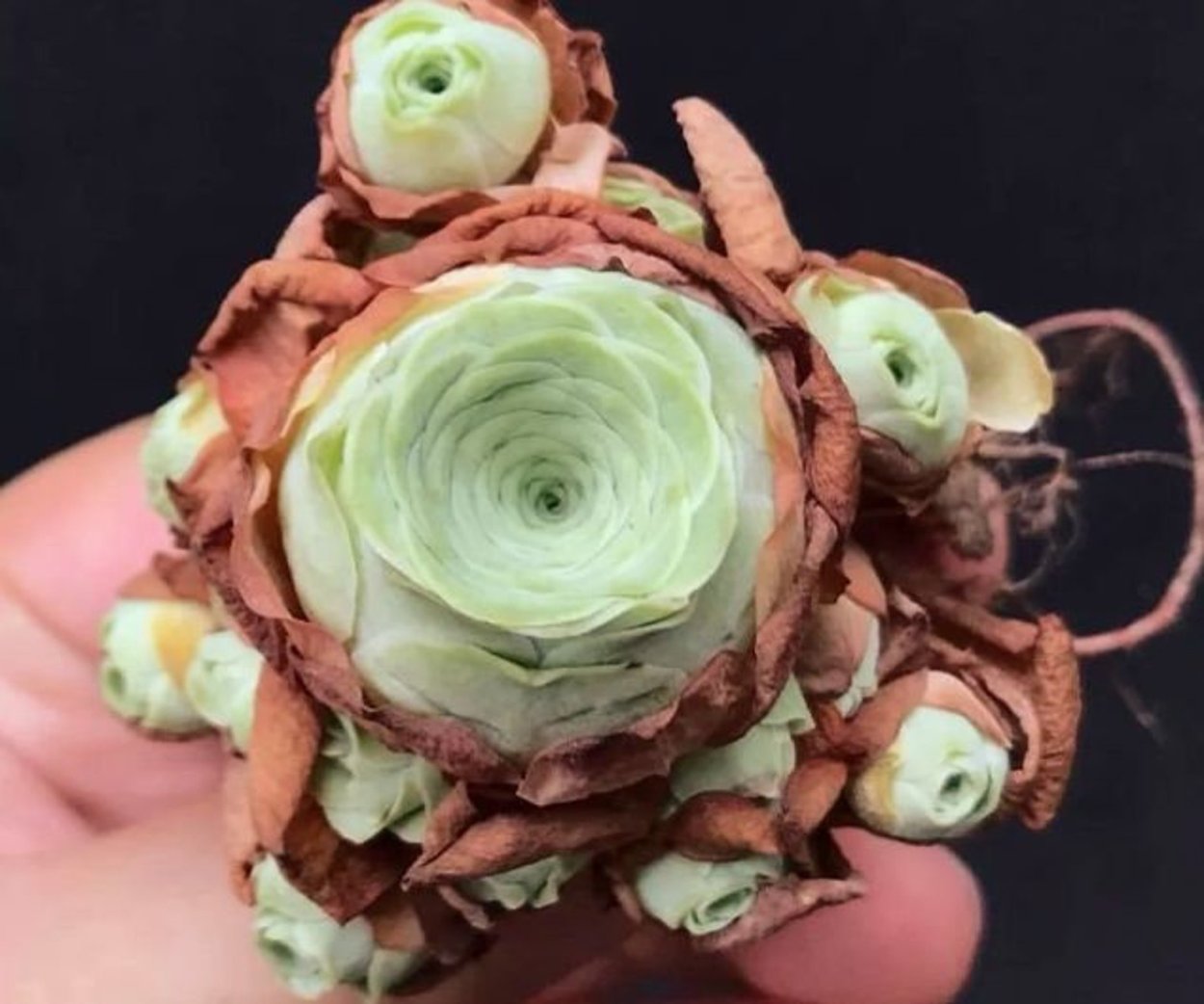 Суккулент Greenovia