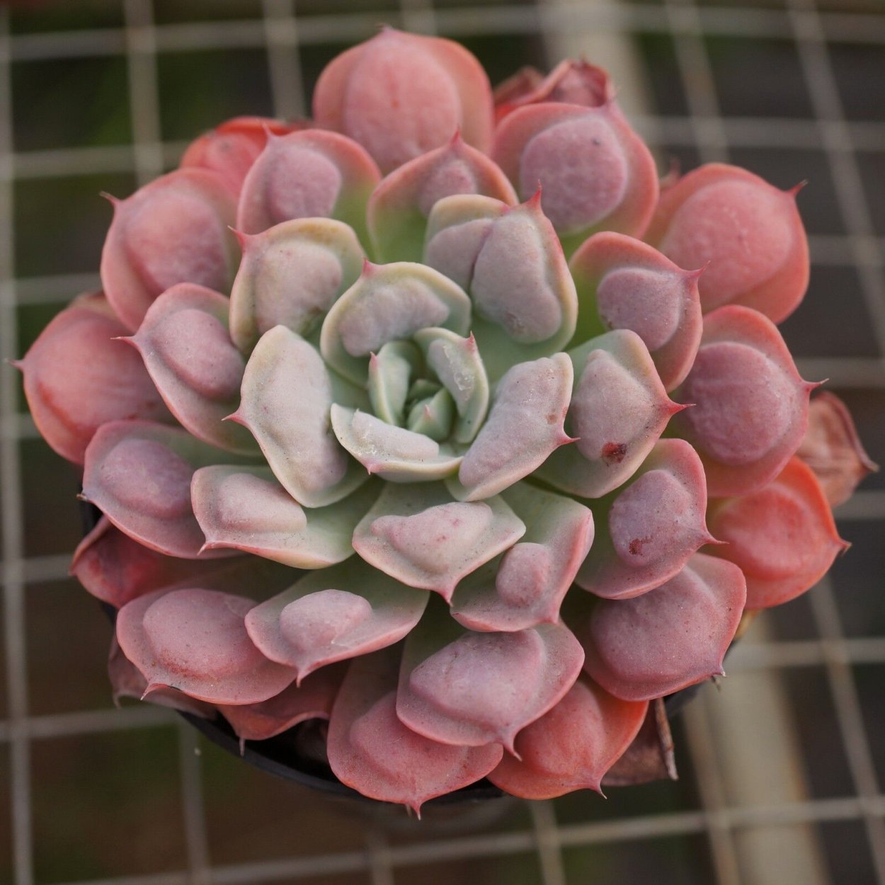 Мини сад Суккуленты мини сад Суккуленты