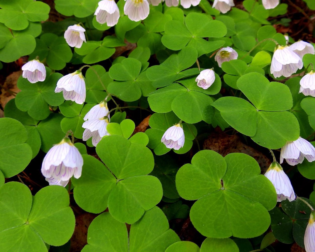 Кислица оксалис