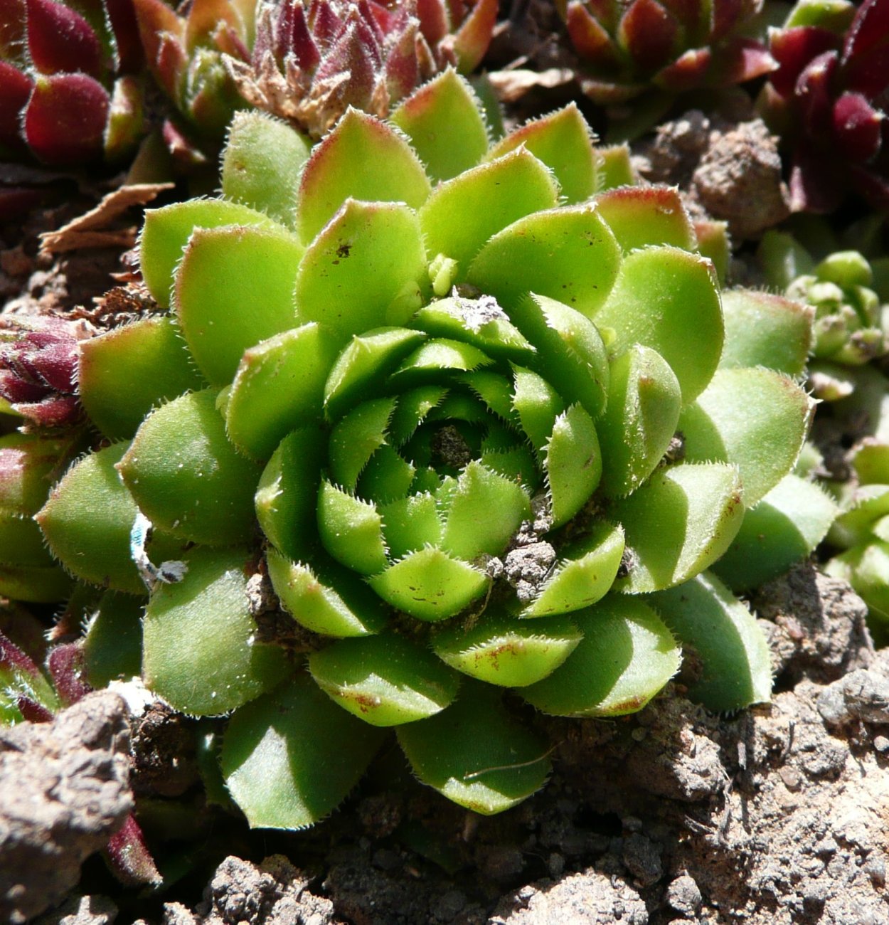 Молодило Sempervivum Leo