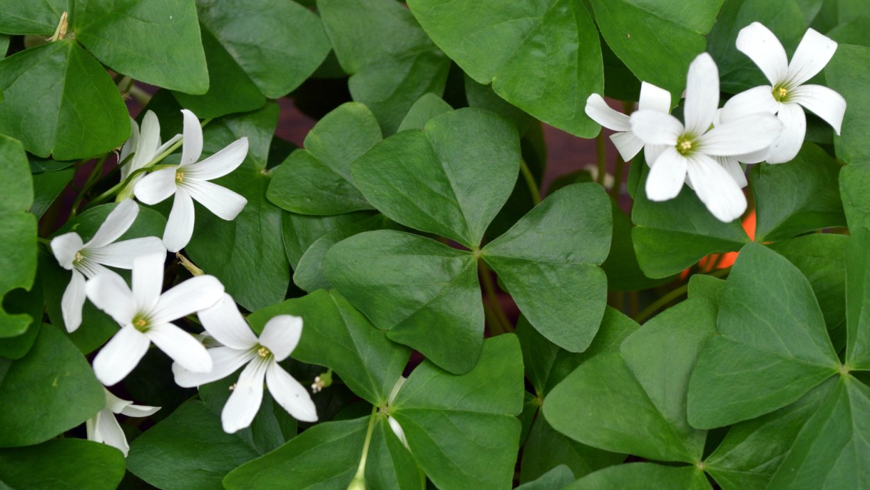 Оксалис Регнелла