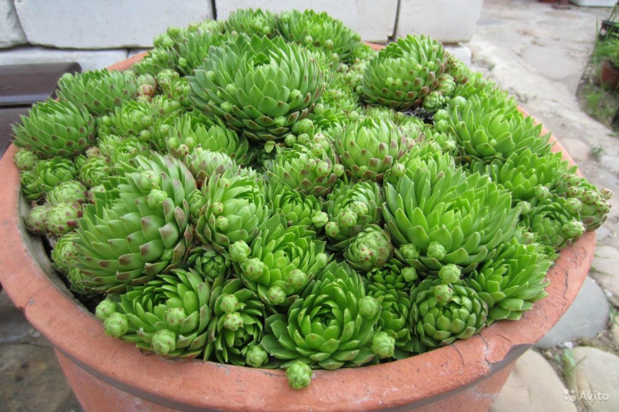 Молодило Sempervivum Cassiopea