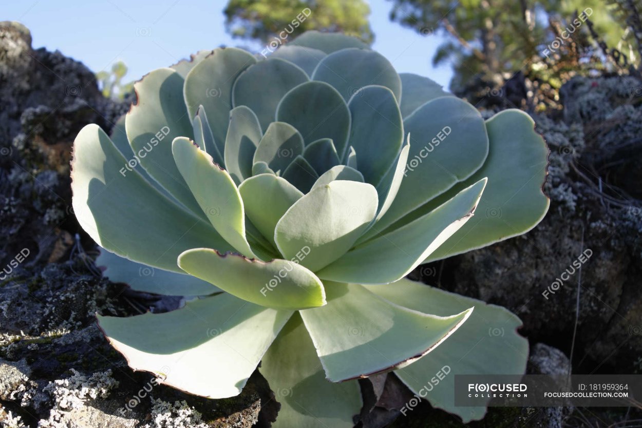 Заячья капуста дерево