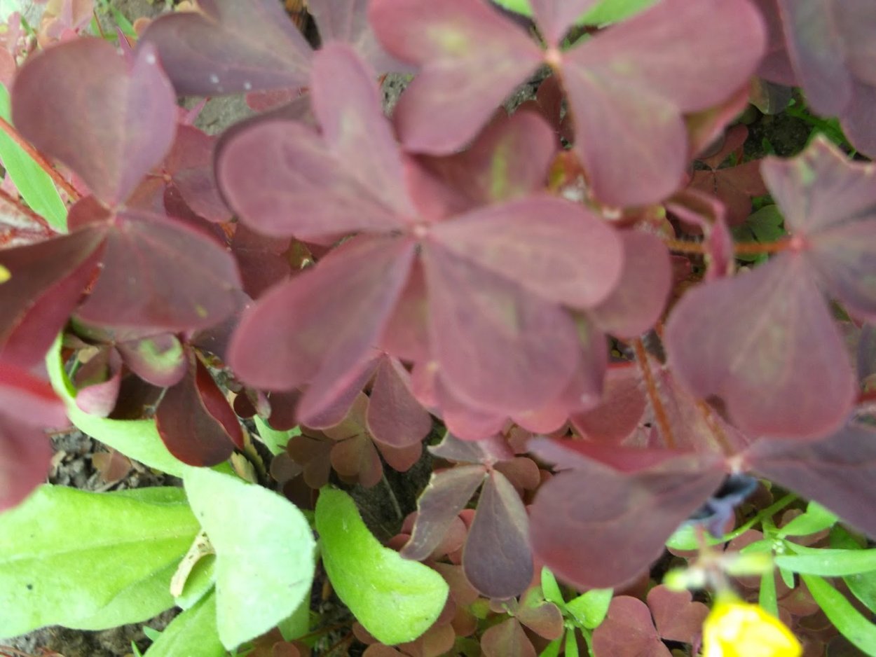 Красная заячья капуста Кислица