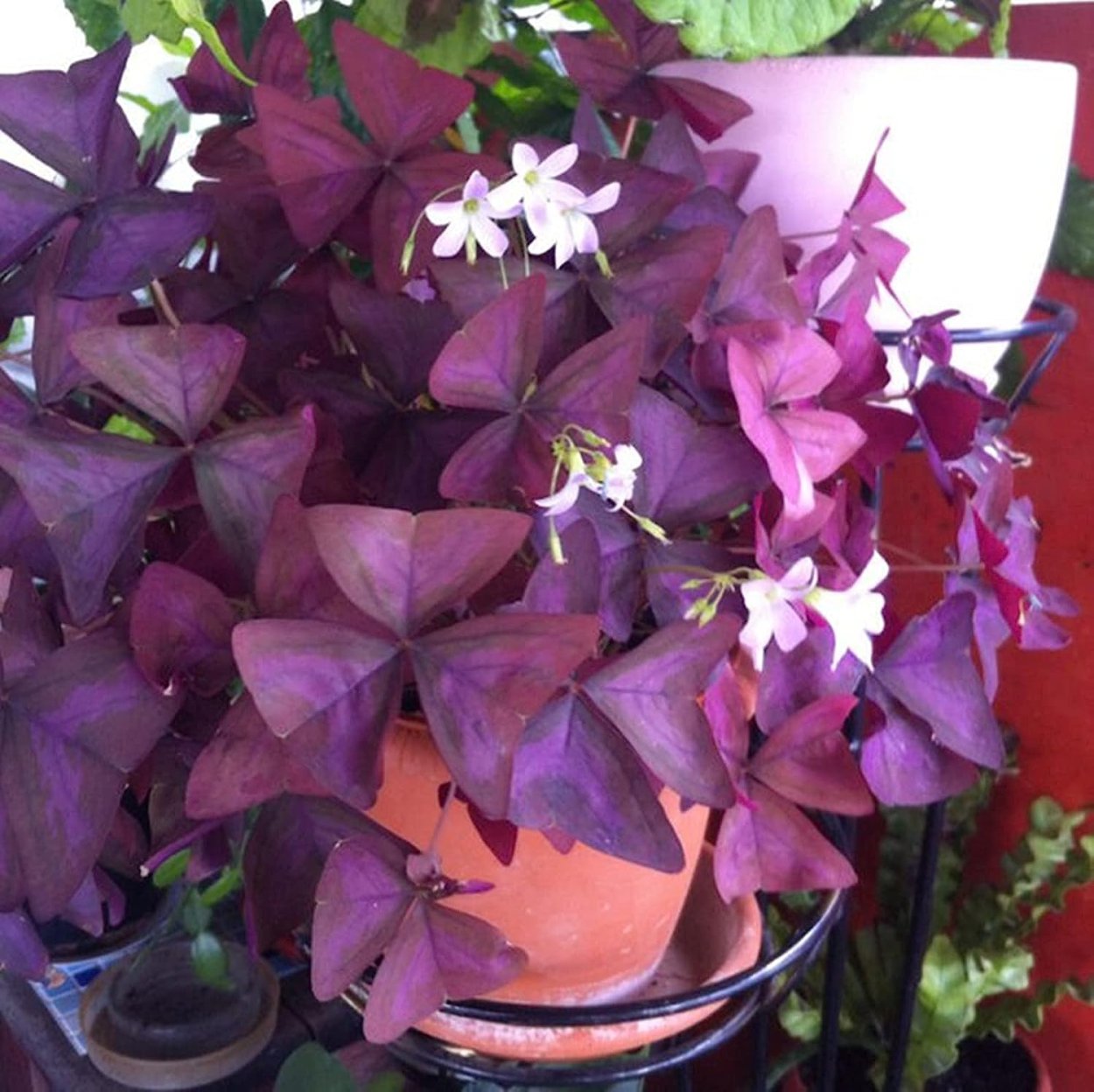 Заячья капуста домашний цветок