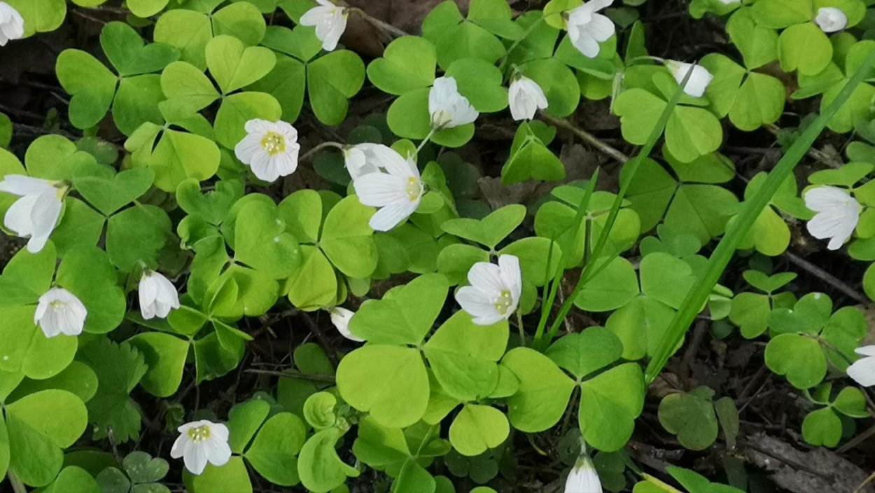 Кислица обыкновенная заячья капуста