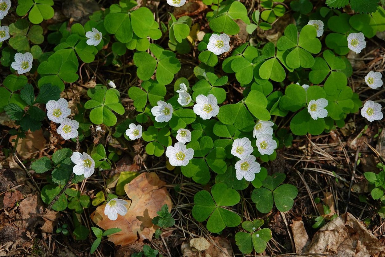 Кислица четырёхлистная