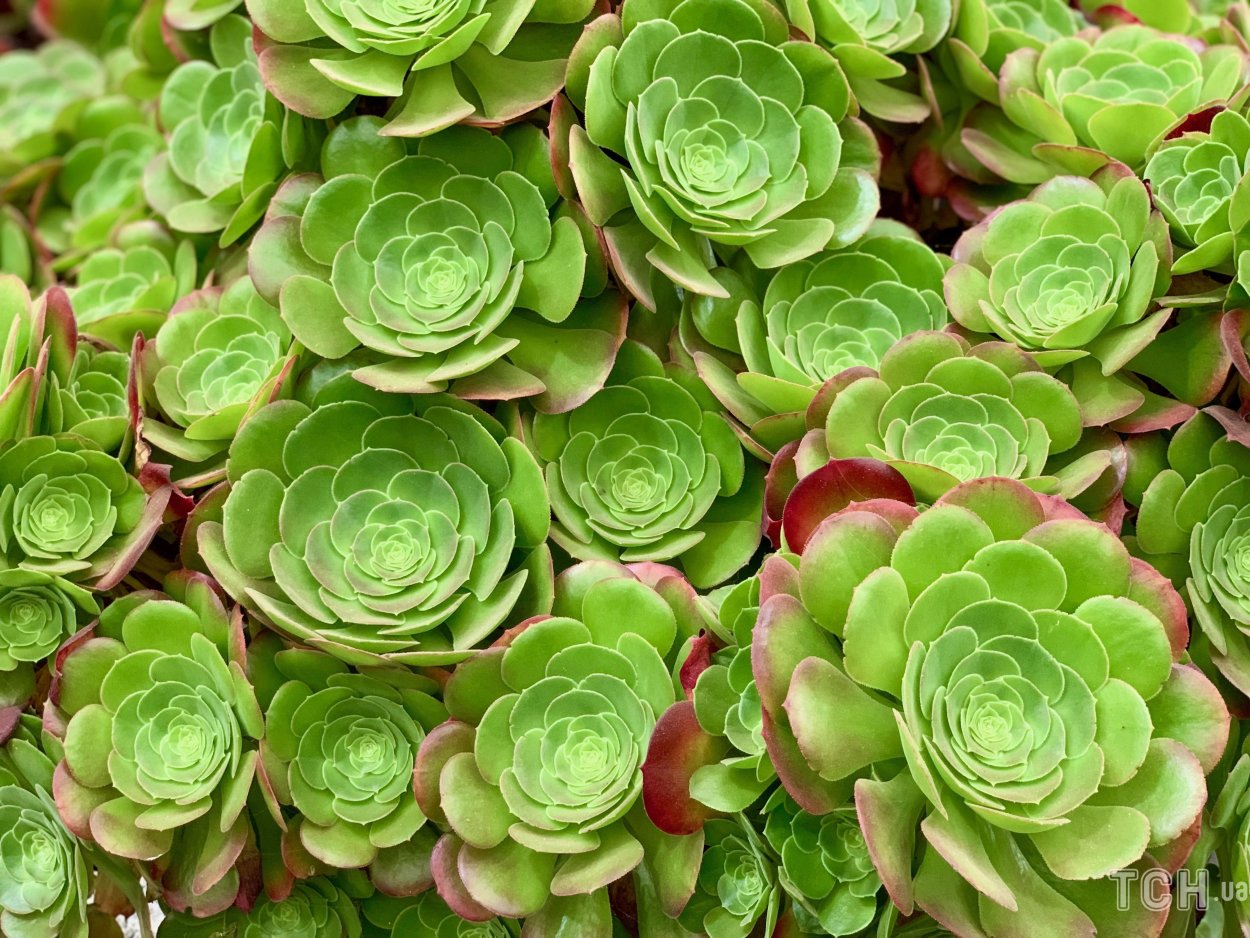 Очиток каменная роза