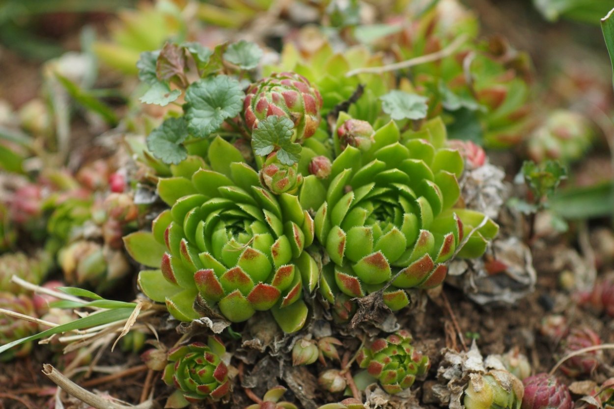 Молодило Sempervivum Cassiopea