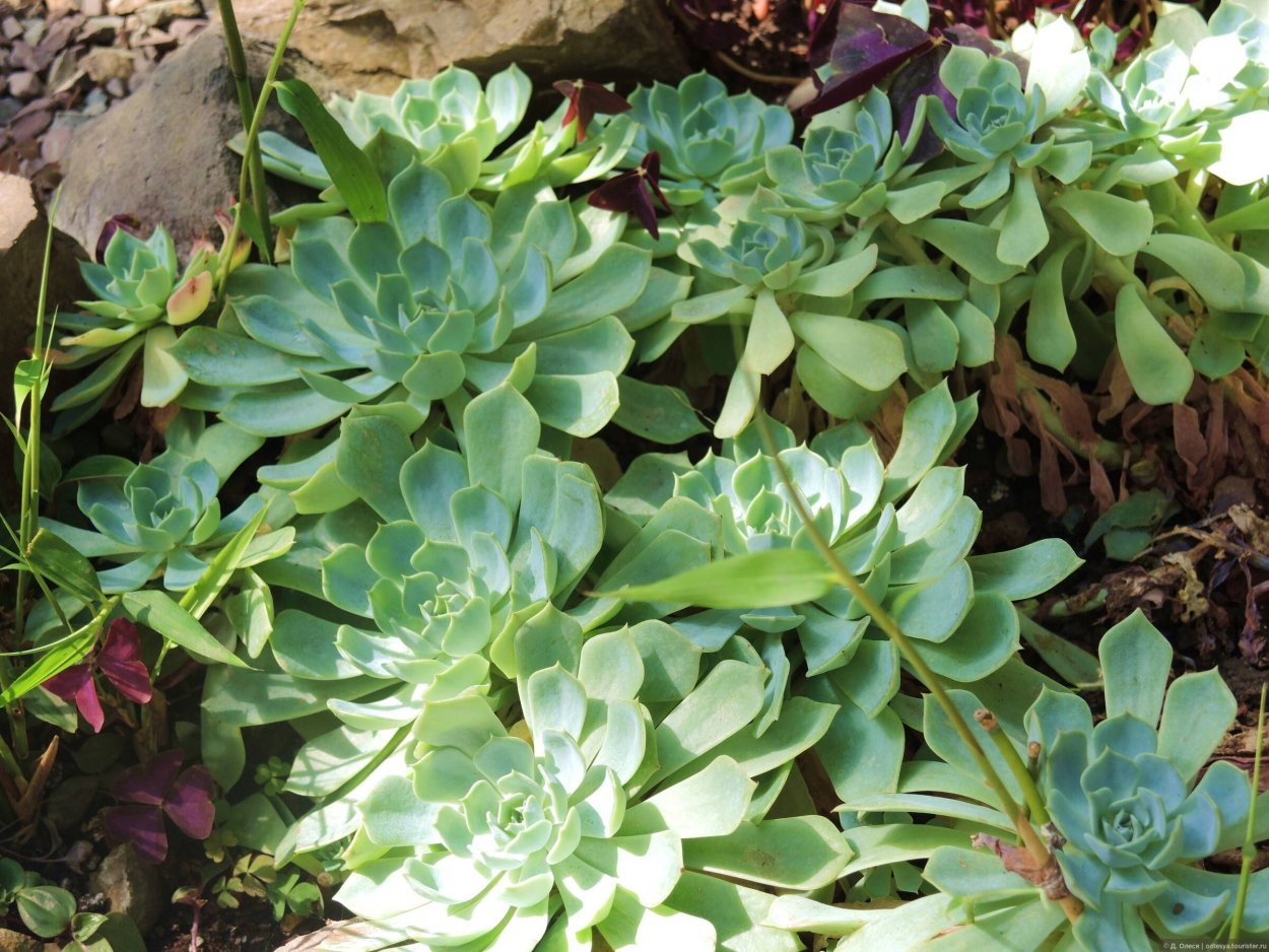 Заячья капуста (Очиток обыкновенный)