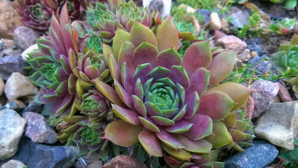 Молодило шадоу