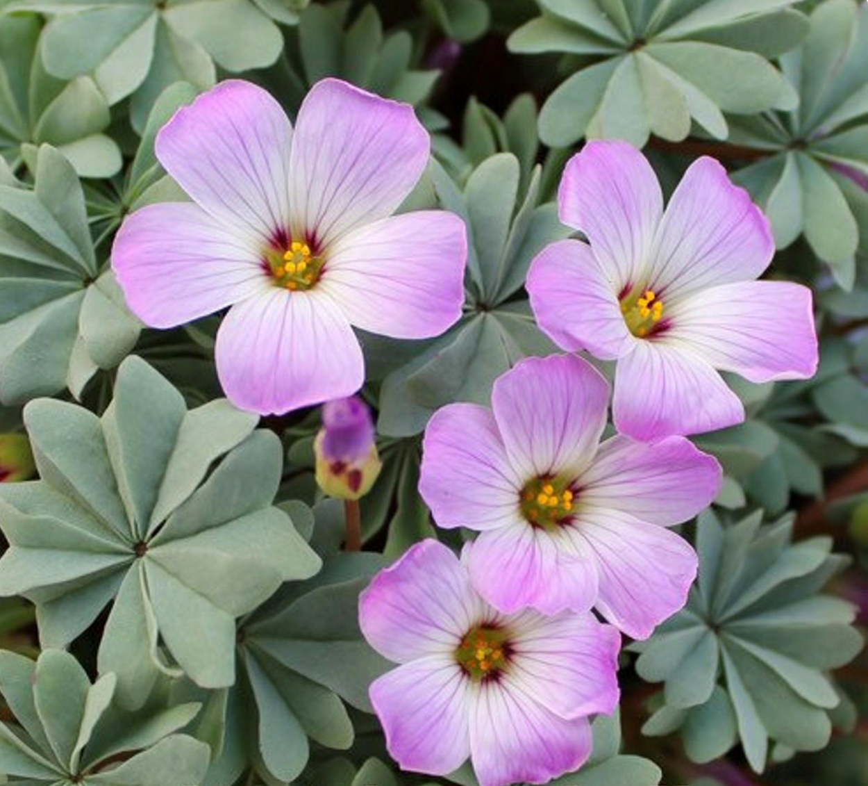 Оксалис Айрон кросс